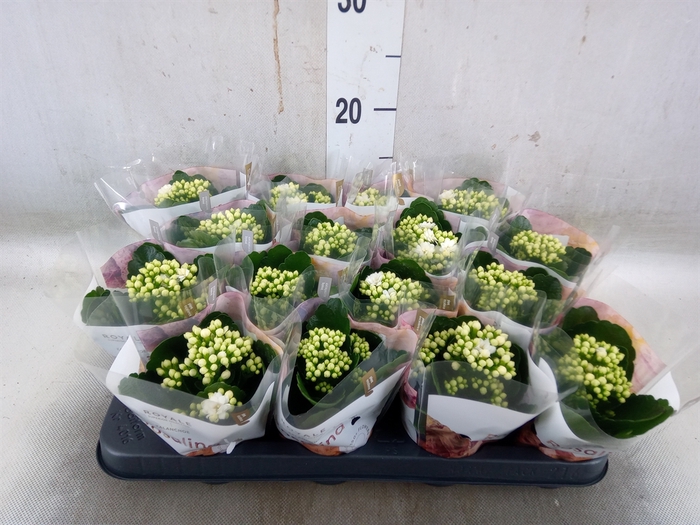 <h4>Kalanchoe blos. 'RosDon Dione'</h4>