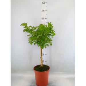 Pelargonium graveolens 'Lemon Tree'