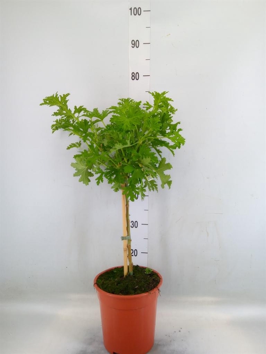 <h4>Pelargonium graveolens 'Lemon Tree'</h4>