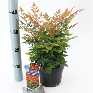 Nandina domestica 'Gulfstream'