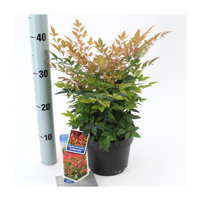 <h4>Nandina domestica 'Gulfstream'</h4>