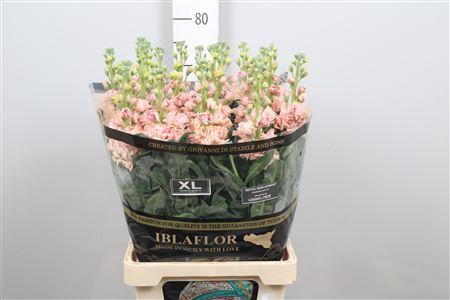 <h4>Matth Iron Apricot</h4>