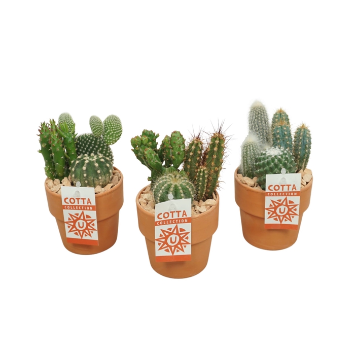 Arrangement Cactus