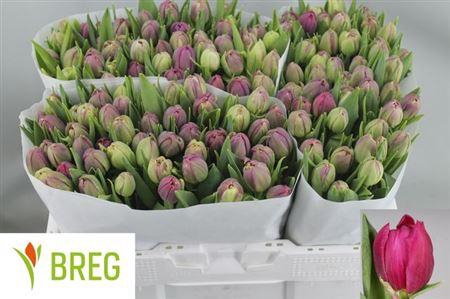 <h4>Tu Du Margarita</h4>