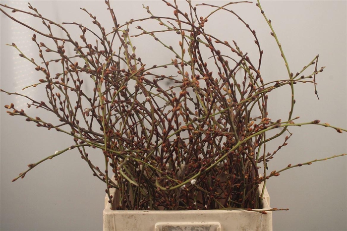 <h4>Salix Curly Locks</h4>