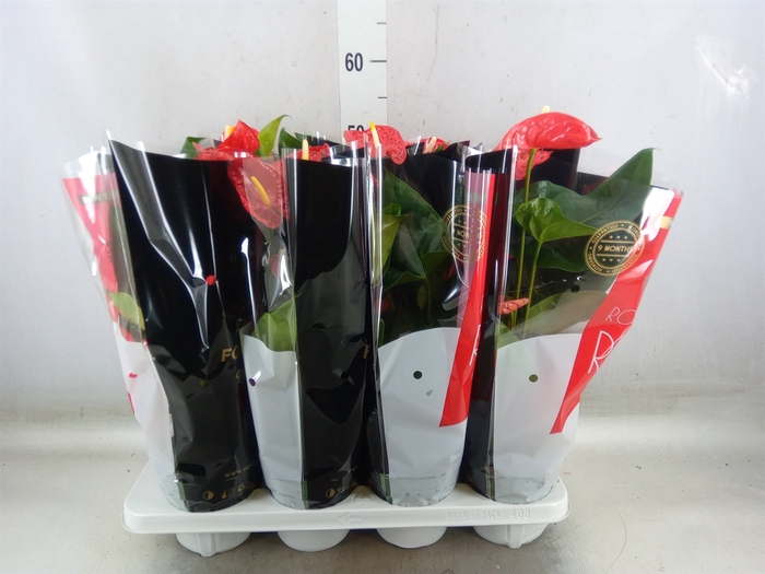 <h4>Anthurium andr. 'Madural'</h4>