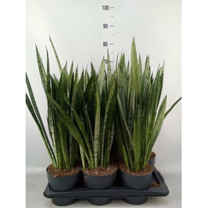 Sansevieria trifa.   ...