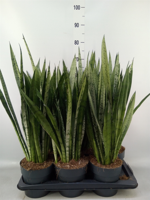 <h4>Sansevieria trifa.   ...</h4>