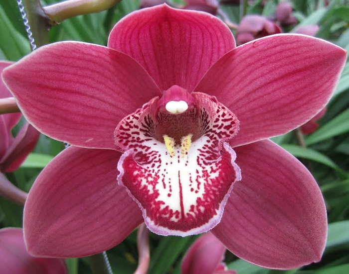 <h4>Cymbidium Vulcan 50 cm X12</h4>