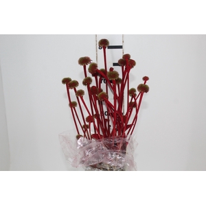 COGUMELO EA - VERMELHO
