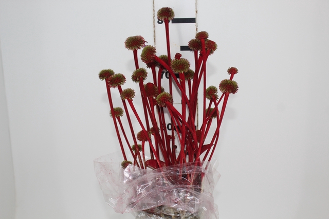 <h4>COGUMELO EA - VERMELHO</h4>