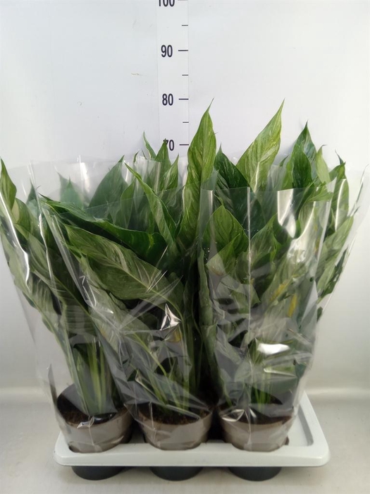 <h4>Spathiphyllum  'Diamond'</h4>