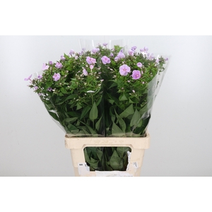 Phlox P Butterfly