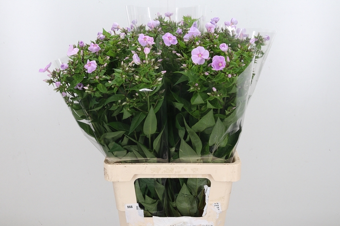 <h4>Phlox P Butterfly</h4>
