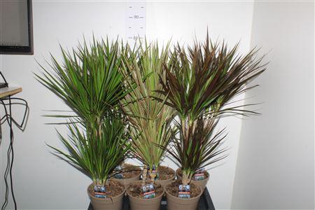 <h4>Dra Gem 30-10 Cm</h4>