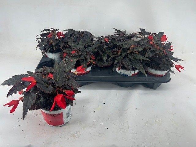 <h4>Begonia Waterfall 'Encanto Red'</h4>