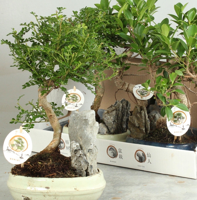BONSAI GEM