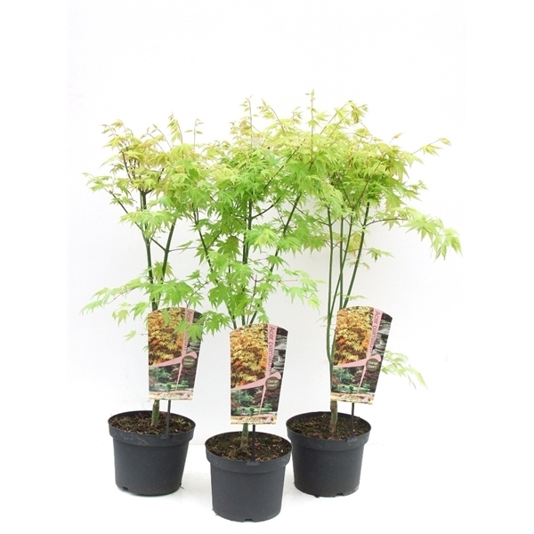 <h4>Acer palmatum 'Orange Dream' P23 Full CC</h4>