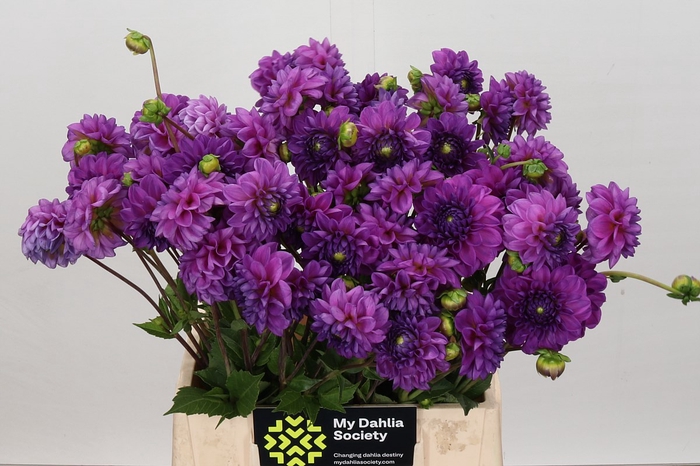 <h4>Dahlia Gipsy Lady</h4>