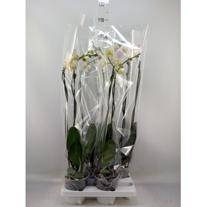 Phalaenopsis   ...white