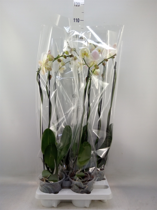 <h4>Phalaenopsis   ...white</h4>