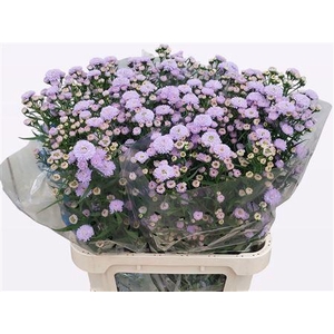 Aster Astee Milka