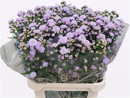 <h4>Aster Astee Milka</h4>