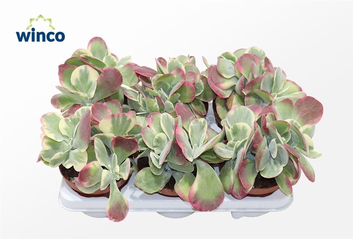 <h4>Kalanchoe Thyrsiflora Variagata (group)</h4>