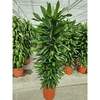 Dracaena Janet Lind