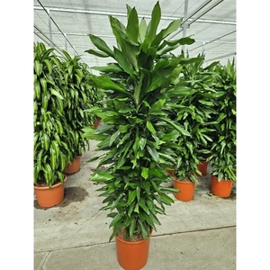 Dracaena Janet Lind