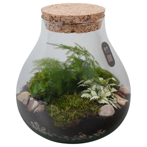 Arr.   Kamerplant Groen H%