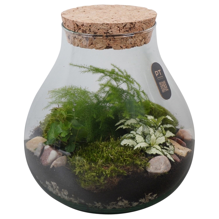 <h4>Arr.   Kamerplant Groen H%</h4>