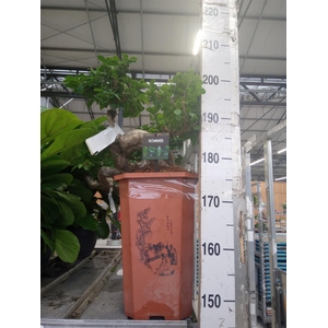 Ficus microcarpa 'Ginseng'