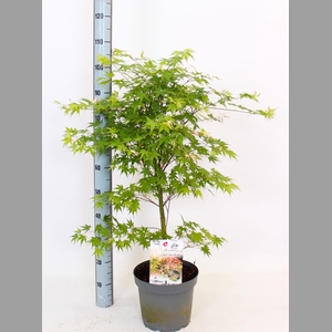 ACER OV