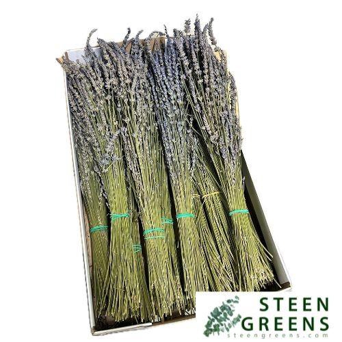 <h4>LAVANDULA BS</h4>