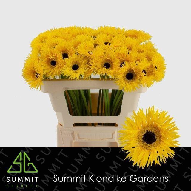 <h4>GERBERA MIS 'DUNGA'</h4>