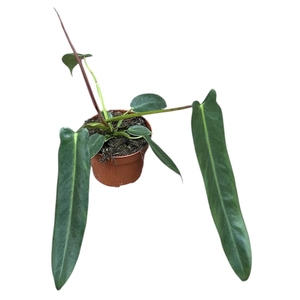 Philodendron Spiritus Sancti