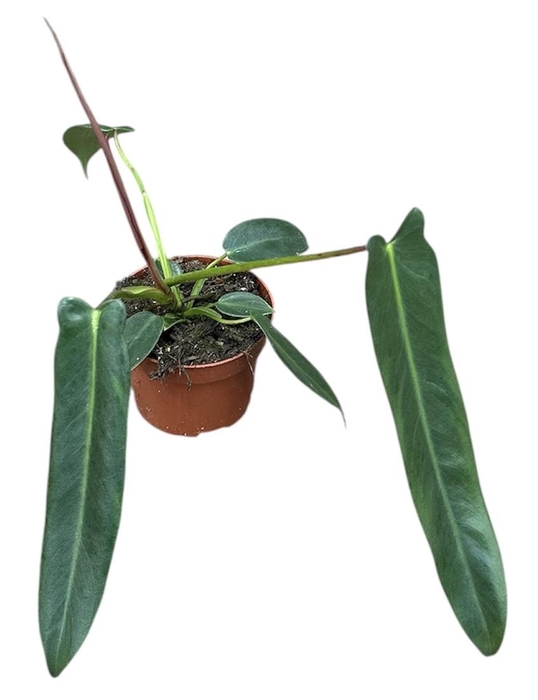 <h4>Philodendron Spiritus Sancti</h4>