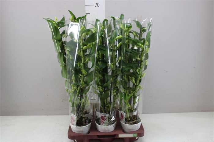 <h4>Dendrobium Nobilee Wit 2 Tak</h4>