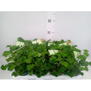 Pelargonium   ...mix smelling