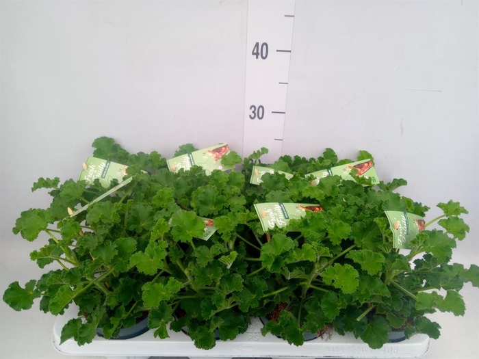 <h4>Pelargonium   ...mix smelling</h4>