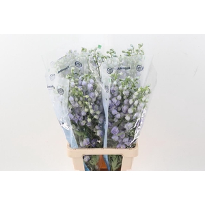 Delph Du Mag F Laven