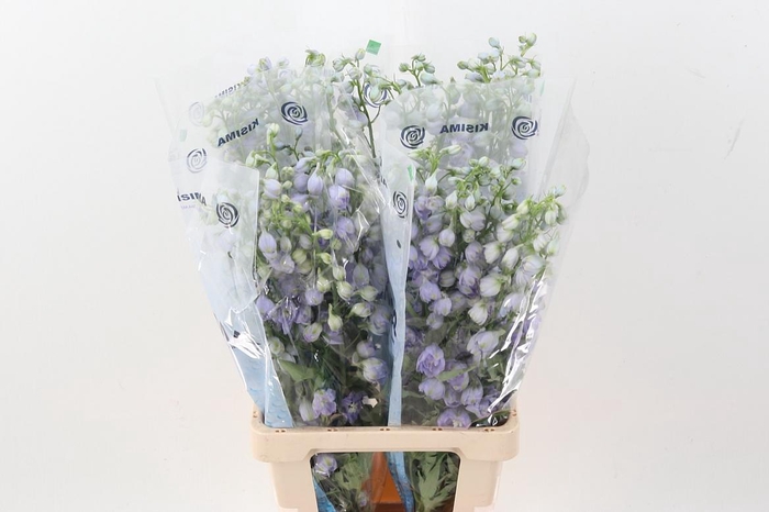 <h4>Delph Du Mag F Laven</h4>