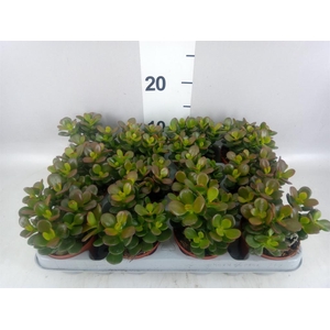 Crassula ovata 'Minor'