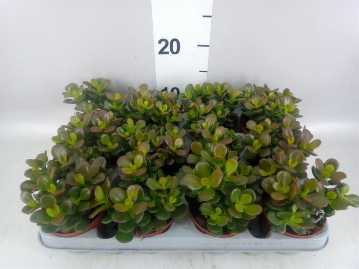 <h4>Crassula ovata 'Minor'</h4>