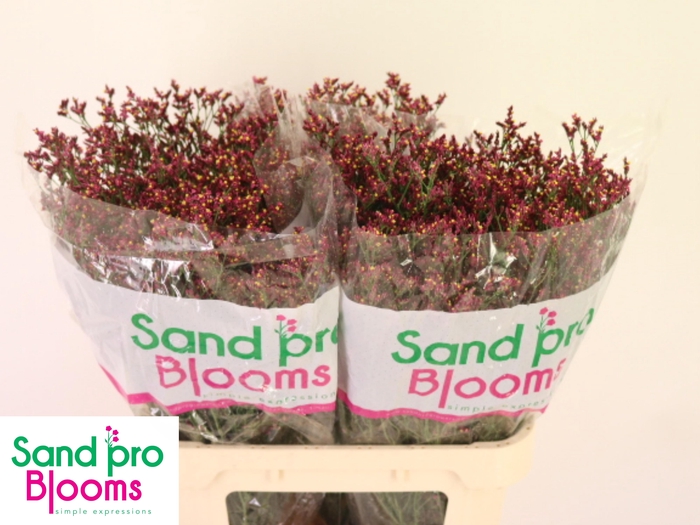 <h4>LIM SIN SCARLET DIA</h4>