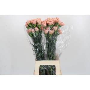 Dianthus St Honey
