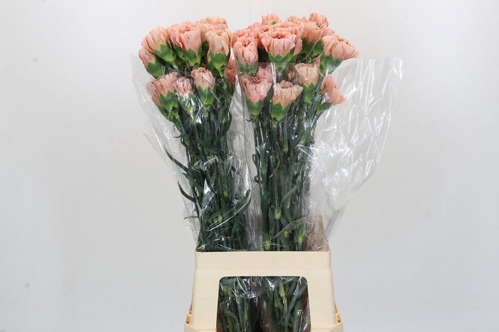 <h4>Dianthus St Honey</h4>