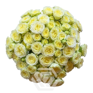 R TR CREAM FLOW Tessa