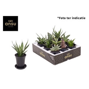 Sansevieria Mix in sierpot